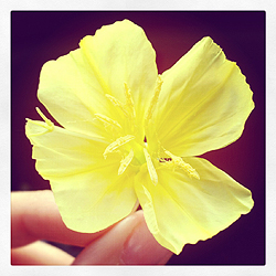 Cocolation @ Instagram