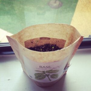 CocoFeed: And we have sprouts